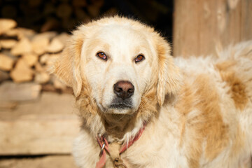Fototapeta premium Beautiful gold domestic dog. An adult Golden Retriever dog portrait. Cute dog outdoors.
