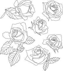 Roses coloring book for adults.