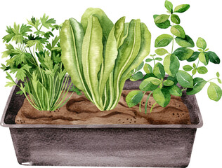 Garden box with growing  plants parsley, lettuce, oregano. Watercolor handdrawn illustration. Apartment gardening concept clipart