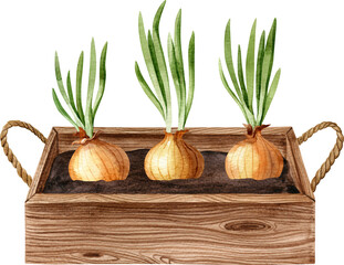 Wooden box with growing onion. Watercolor handdrawn illustration. Apartment gardening concept clipart.
