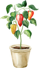 Pepper plant with ripe peppers in clay pot. Watercolor handdrawn clipart.