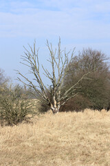 Dead Tree
