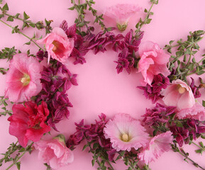 Frame of flowers Salvia horminum and Hollyhock on pink background. Garden flowers Pink  Annual Sage and Alcea rosea.