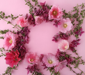 Frame of flowers Salvia horminum and Hollyhock on pink background. Garden flowers Pink  Annual Sage and Alcea rosea.