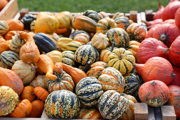 Stand with fresh pumpkins at farm