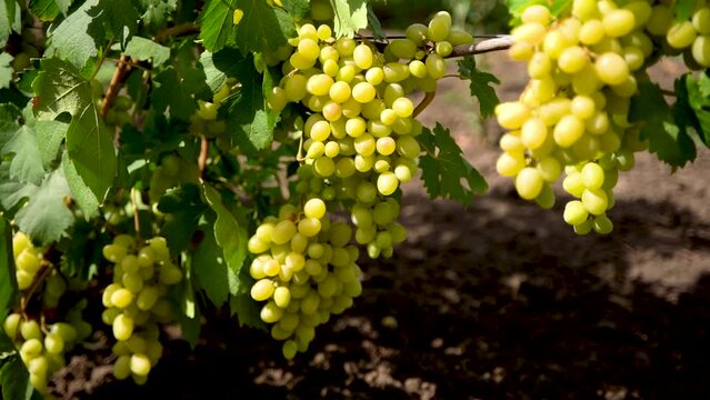 Agricultural Industry.Vineyard.Close up of a Branch of Ripe White Grapes. Wine Grapes Harvest