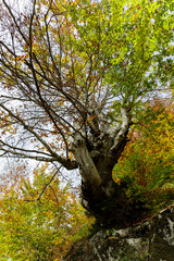 magic tree