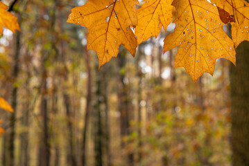 Obraz premium Autumn leaves close up in the forest.