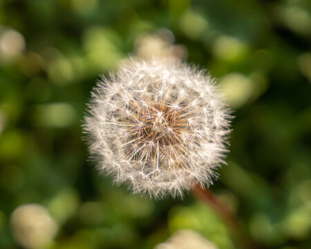 Summer Blowball (Dandelion in Seed)