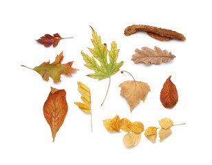 Different fallen leaves isolated on white background