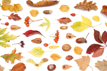 Beautiful autumn composition with natural forest decor isolated on white background