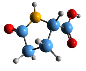 Obraz premium 3D image of Pyroglutamic acid skeletal formula - molecular chemical structure of 5-Oxopyrrolidine-2-carboxylic acid isolated on white background