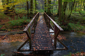 Zielony mosteczek ugina się. Mostek na szlaku turystycznym w jesiennym i kolorowym lesie. - obrazy, fototapety, plakaty