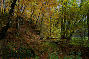 Zielony mosteczek ugina się. Mostek na szlaku turystycznym w jesiennym i kolorowym lesie. - obrazy, fototapety, plakaty