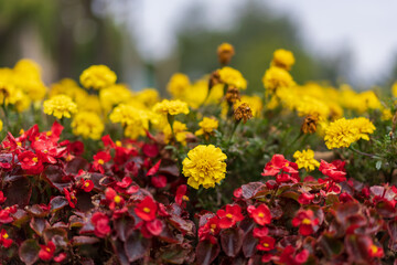 Blooming yellow marigolds, flower bed with selective focus and blurred background as copy space