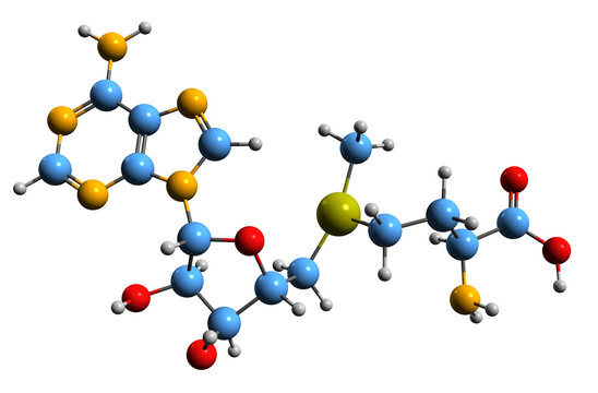  3D image of S-Adenosyl methionine skeletal formula - molecular chemical structure of  cosubstrate SAMe isolated on white background
