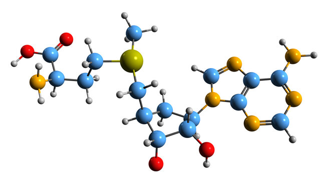 3D image of S-Adenosyl methionine skeletal formula - molecular chemical structure of  cosubstrate SAMe isolated on white background