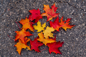 Fall and Autumn leaves fall on ground