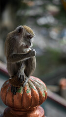 KL Monkey Coconut Love