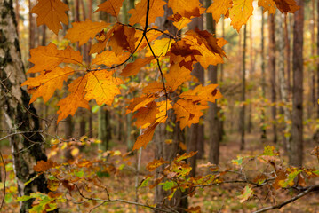 Autumn leaves close up in the forest.