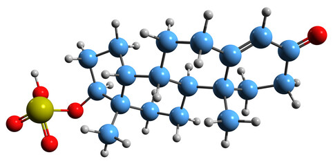  3D image of Testosterone sulfate skeletal formula - molecular chemical structure of endogenous steroid isolated on white background