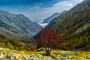 Autunno in Valle Stura: tripudio di colori, vette, laghi, cascate e flora alpina