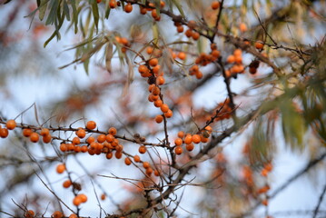 
ripe orange autumn fruits of sea buckthorn on a prickly branch with green long leaves, healthy, vitamin fruit, berry, ecological, natural, healthy food, cereal background with a blue sky