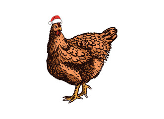 Vector color ginger hen in Santa Claus red hat  standing isolated on white background,farm bird,Christmas element