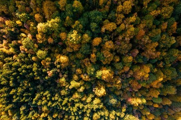 Luchtfoto van het bos in de herfst met prachtige kleurrijke bomen een mooie symmetrie