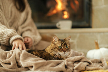 Hand caressing cute cat on cozy blanket at fireplace close up, autumn hygge. Stylish female in warm...