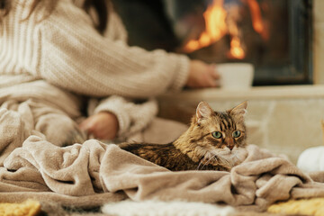 Cute cat lying on cozy blanket at fireplace close up, autumn hygge. Adorable tabby kitty relaxing at fireplace on background of owner in warm sweater with cup of tea in rustic farmhouse. - Powered by Adobe