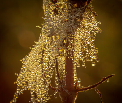 Dry branch covered with cobwebs with sparkling dew drops
