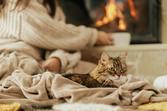 Cute cat lying on cozy blanket at fireplace close up, autumn hygge. Adorable tabby kitty relaxing at fireplace on background of owner in warm sweater with cup of tea in rustic farmhouse.