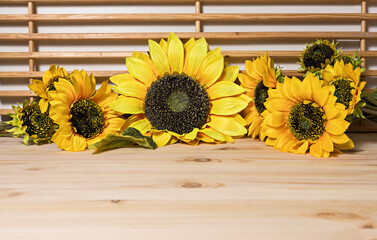 Sunflower inflorescences of different sizes are arranged in a row on a surface of natural light wood and wooden slats, pine texture