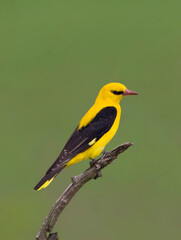 Wielewaal, Golden Oriole, Oriolus oriolus