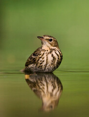 Boompieper, Tree Pipit, Anthus trivialis