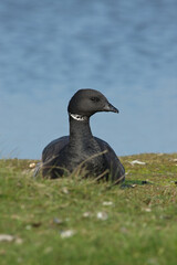 Rotgans, Dark-bellied Brent Goose, Branta bernicla