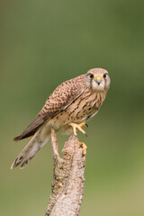 Torenvalk, Common Kestrel, Falco tinnunculus