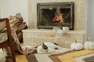 Cute cat licking paw and relaxing on cozy rug at fireplace. Portrait of adorable kitty cleaning and...