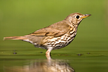 Zanglijster, Song Thrush, Turdus philomelos
