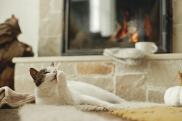 Cute cat relaxing on cozy rug at fireplace and licking paw. Portrait of adorable kitty washing at...