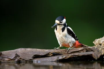 Fotobehang Grote bonte Specht, Great Spotted Woodpecker, Dendrocopos major © Marc