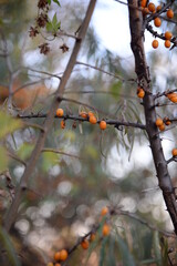 
ripe orange autumn fruits of sea buckthorn on a prickly branch with green long leaves, healthy, vitamin fruit, berry, ecological, natural, healthy food, cereal background with a blue sky