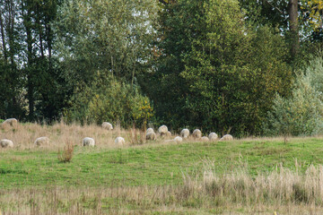a herd of sheep grazing in a nature area 