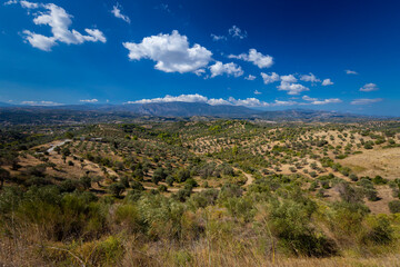 Gaje oliwne na greckiej wyspie Evia. Greckie krajobrazy z niebieskim niebem i białymi chmurami Podróże i wakacje w Grecji.	