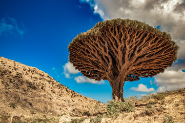 Fototapeta na wymiar Dragon trees on Socotra Island, Yemen
