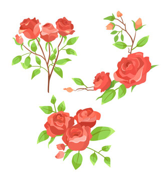 Blossoming red roses branches cartoon illustration set. Rose rosebuds with green leaves, bouquets of wild or garden plants isolated on white background. Flower, nature concept