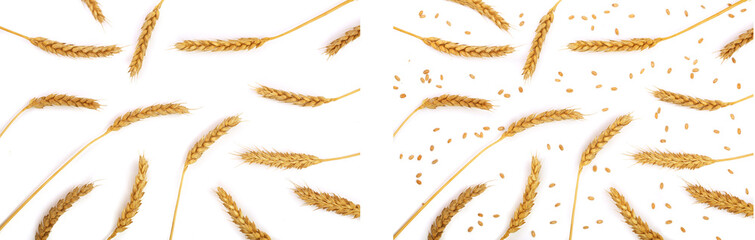 ears of wheat isolated on white background. Top view. Flat lay pattern
