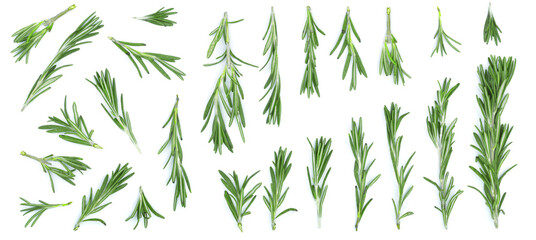 Naklejka na ściany i meble Fresh green rosemary isolated on a white background with copy space for your text. Top view. Flat lay