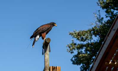 a Harris Hawk (Parabuteo unicinctus) on a tall wooden perch, clear blue sky